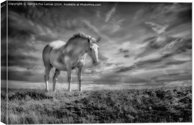White horse in the fields Canvas Print by Derrick Fox Lomax