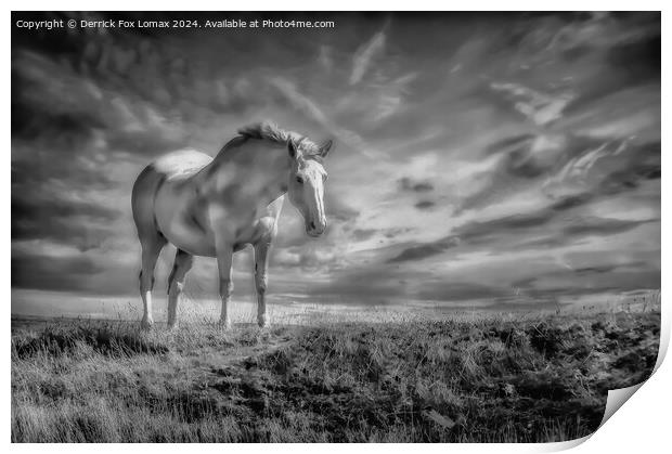 White horse in the fields Print by Derrick Fox Lomax