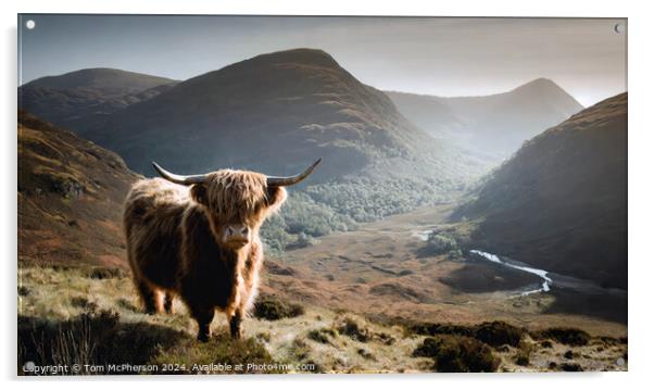 Highland Cow Acrylic by Tom McPherson