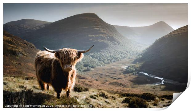 Highland Cow Print by Tom McPherson