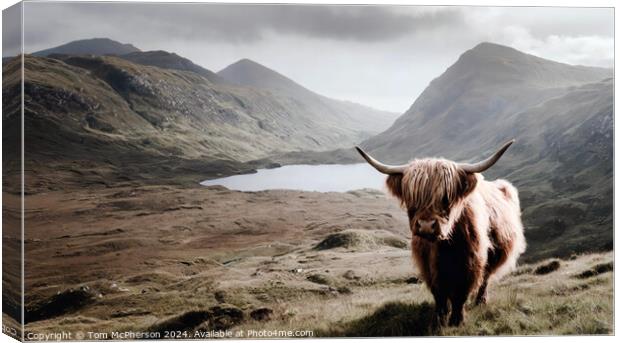 Highland Cow Canvas Print by Tom McPherson