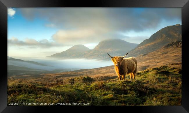 Highland Cow Framed Print by Tom McPherson