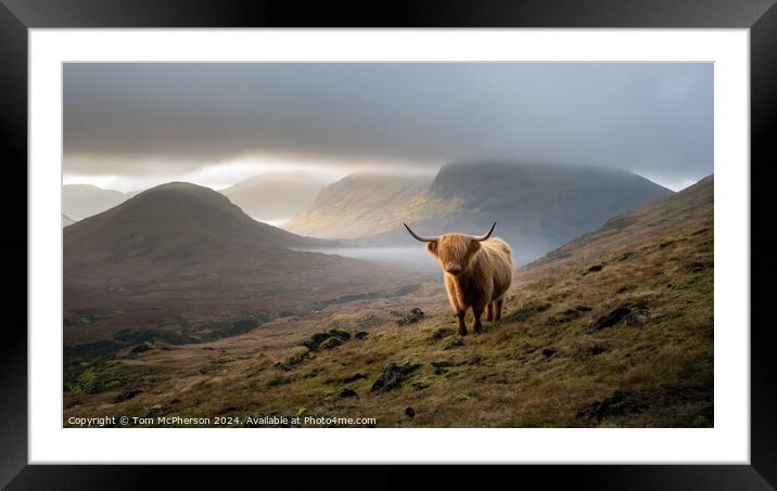 Highland Cow Framed Mounted Print by Tom McPherson