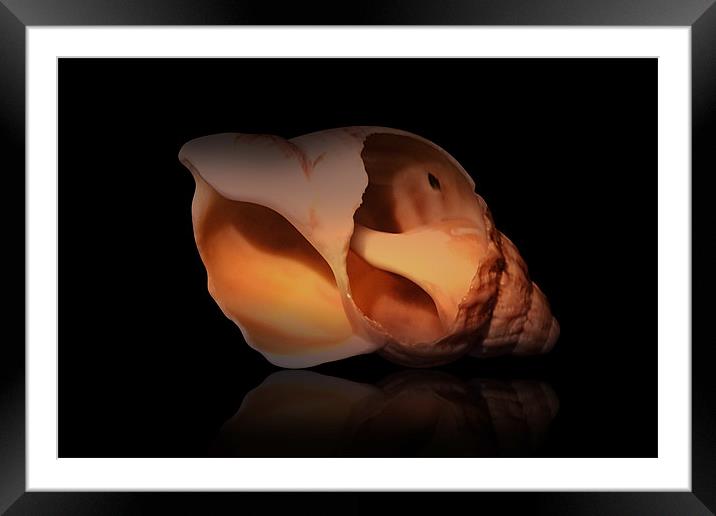 Shell Study 3 Framed Mounted Print by Brian Middleton