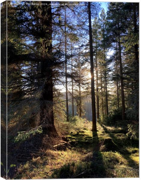 Afternoon in a Highland Forest Canvas Print by Phil Banks