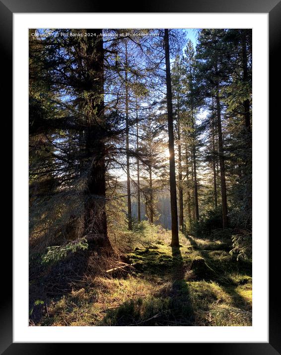 Afternoon in a Highland Forest Framed Mounted Print by Phil Banks