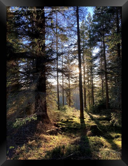 Afternoon in a Highland Forest Framed Print by Phil Banks