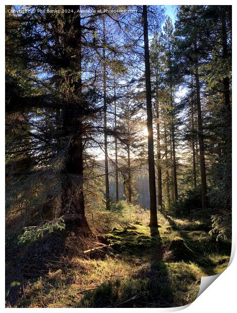 Afternoon in a Highland Forest Print by Phil Banks