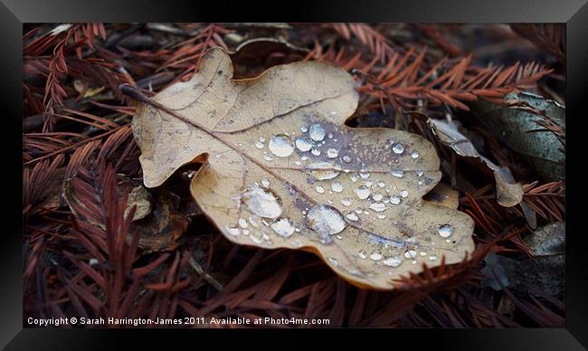 Oak leaf in autumn Framed Print by Sarah Harrington-James
