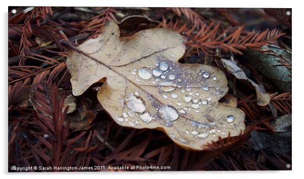 Oak leaf in autumn Acrylic by Sarah Harrington-James