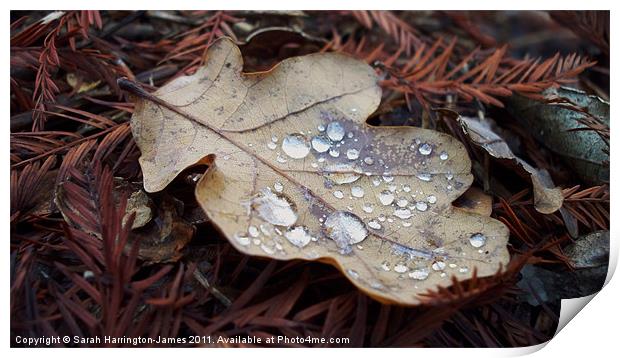 Oak leaf in autumn Print by Sarah Harrington-James