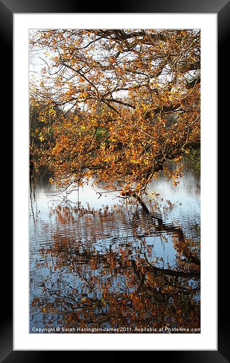 Autumn colours over a lake Framed Mounted Print by Sarah Harrington-James