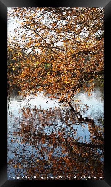 Autumn colours over a lake Framed Print by Sarah Harrington-James
