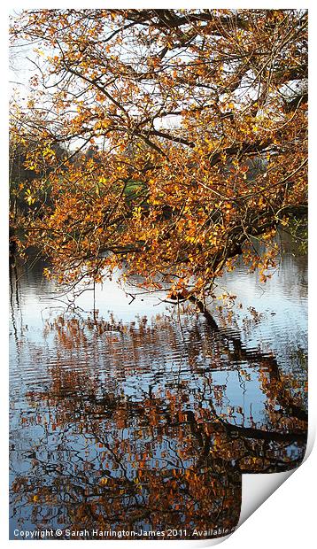 Autumn colours over a lake Print by Sarah Harrington-James