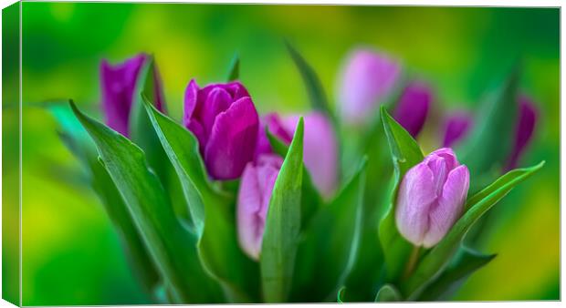 A bunch of tulips. Canvas Print by Bill Allsopp