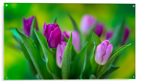 A bunch of tulips. Acrylic by Bill Allsopp