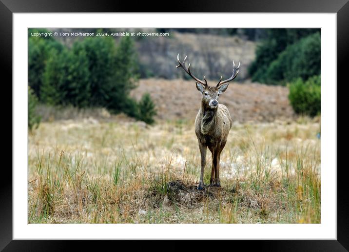 Young Highland Stag Framed Mounted Print by Tom McPherson
