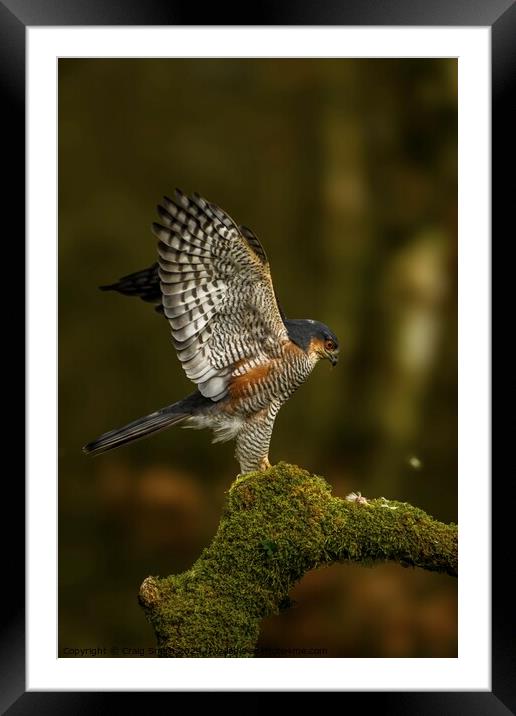 Sparrowhawk  Framed Mounted Print by Craig Smith
