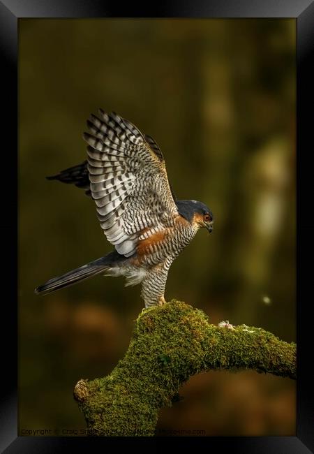Sparrowhawk  Framed Print by Craig Smith
