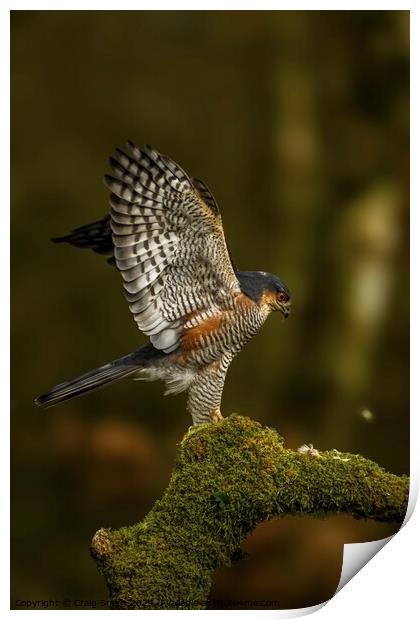 Sparrowhawk  Print by Craig Smith