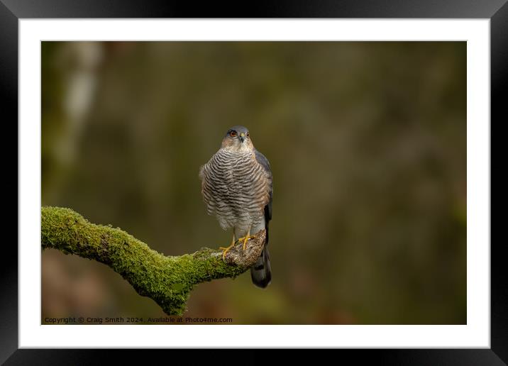 Sparrowhawk  Framed Mounted Print by Craig Smith