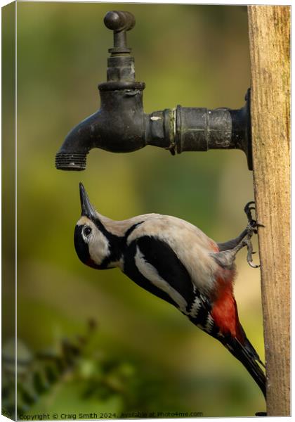 Woodpecker on tap Canvas Print by Craig Smith
