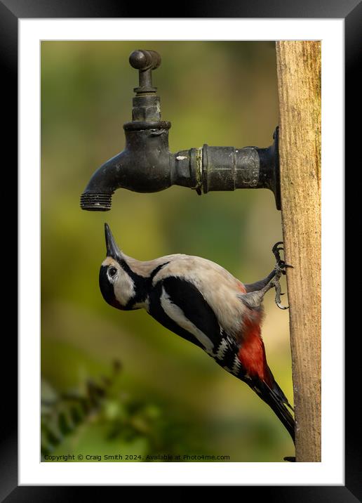 Woodpecker on tap Framed Mounted Print by Craig Smith