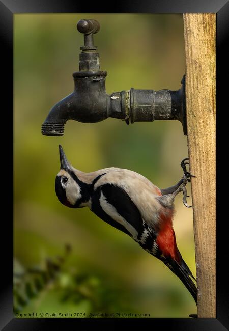Woodpecker on tap Framed Print by Craig Smith