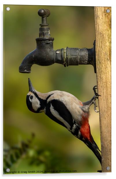 Woodpecker on tap Acrylic by Craig Smith