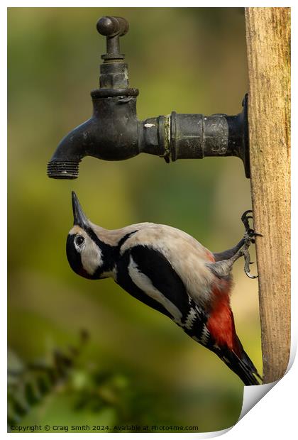 Woodpecker on tap Print by Craig Smith
