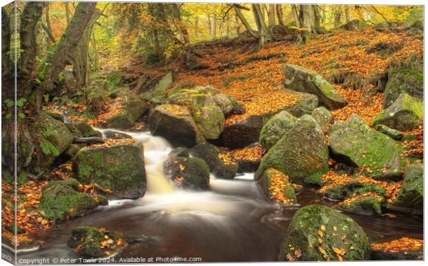 Padley Gorge in Autumn  Canvas Print by Peter Towle