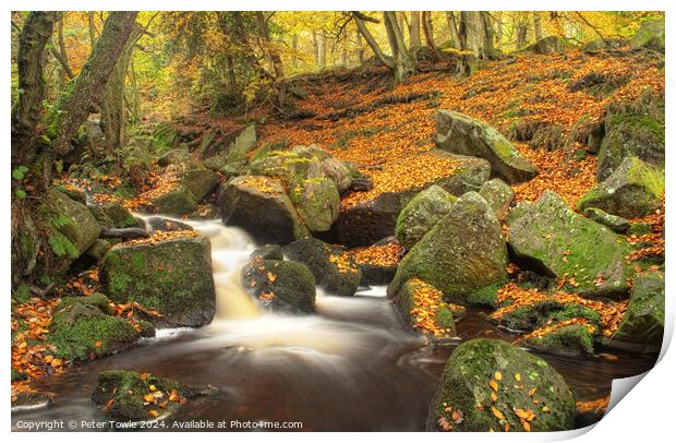 Padley Gorge in Autumn  Print by Peter Towle
