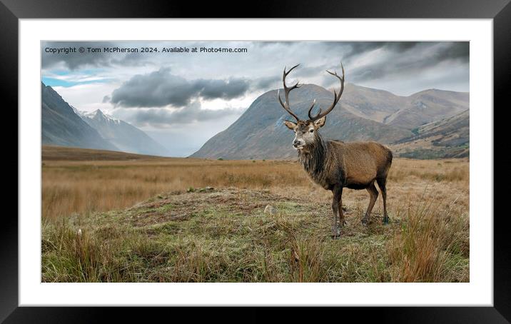 Highland Stag Framed Mounted Print by Tom McPherson