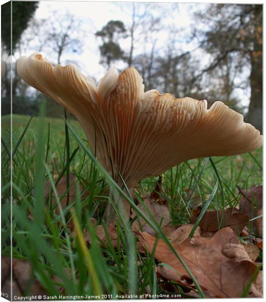 Woodland fungi (Common Funnel) Canvas Print by Sarah Harrington-James