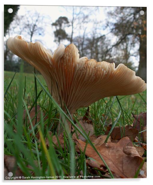 Woodland fungi (Common Funnel) Acrylic by Sarah Harrington-James