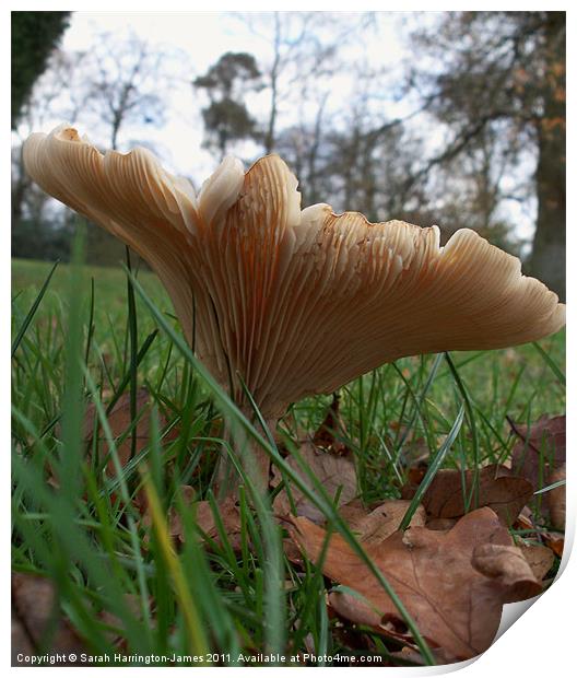 Woodland fungi (Common Funnel) Print by Sarah Harrington-James