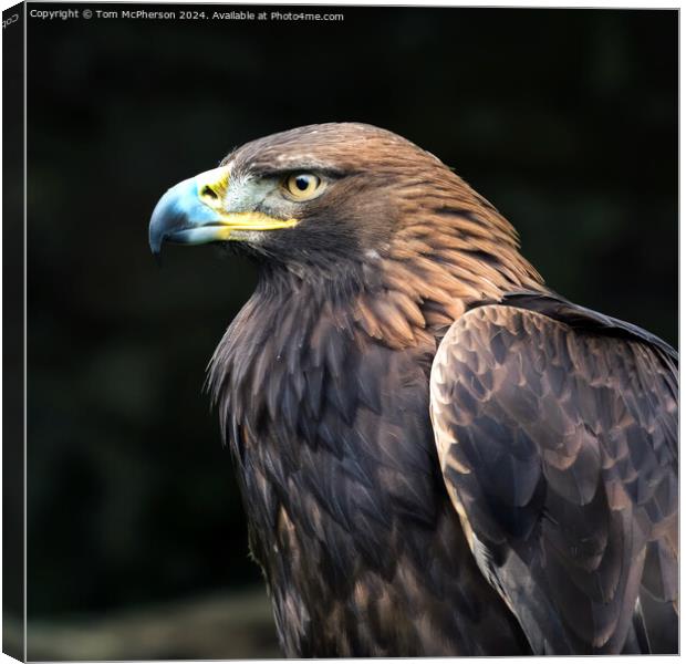 Golden Eagle Canvas Print by Tom McPherson