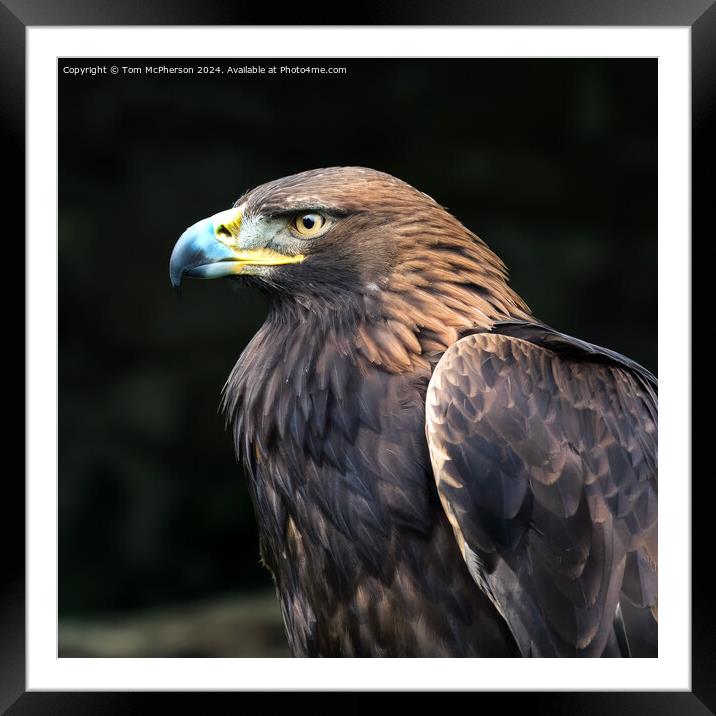 Golden Eagle Framed Mounted Print by Tom McPherson