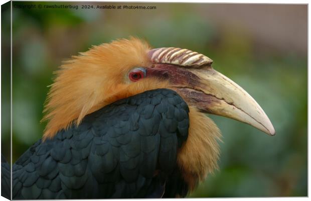 Encounter with the Male Blyth's Hornbill Canvas Print by rawshutterbug 