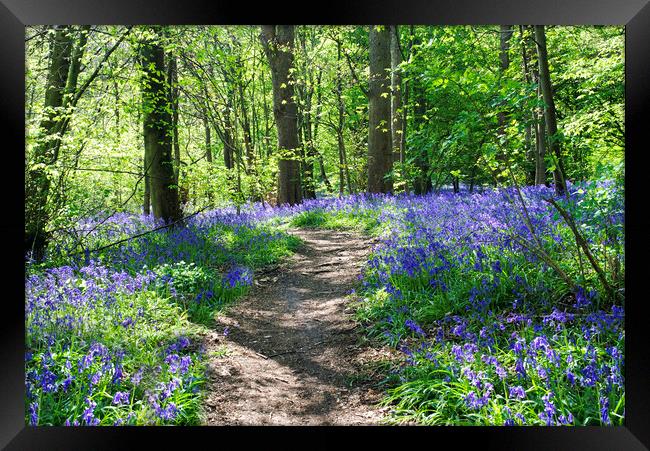 Bluebells Framed Print by Alison Chambers