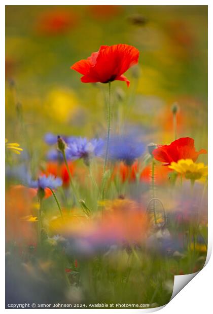  Poppy and meadow fowers Print by Simon Johnson