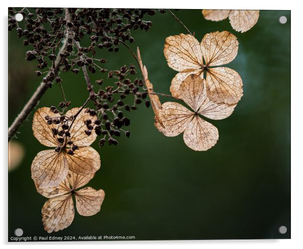 Golden hydrangea petals Acrylic by Paul Edney