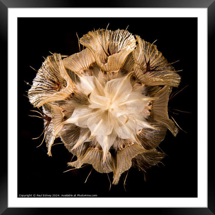 Starflower pincushion, Andalucia, Spain Framed Mounted Print by Paul Edney