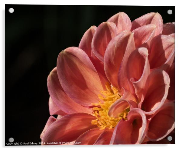 Pink dahlia close up Acrylic by Paul Edney
