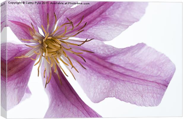 Clematis Canvas Print by Cathy Pyle