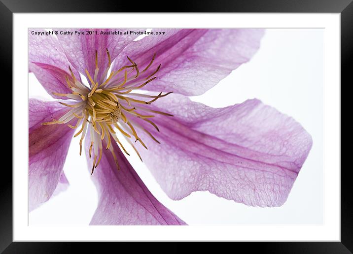 Clematis Framed Mounted Print by Cathy Pyle