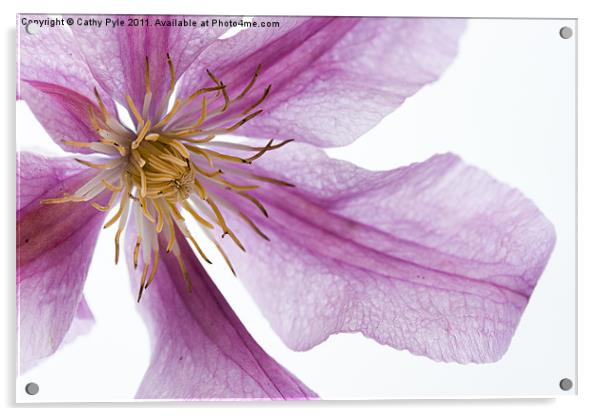Clematis Acrylic by Cathy Pyle