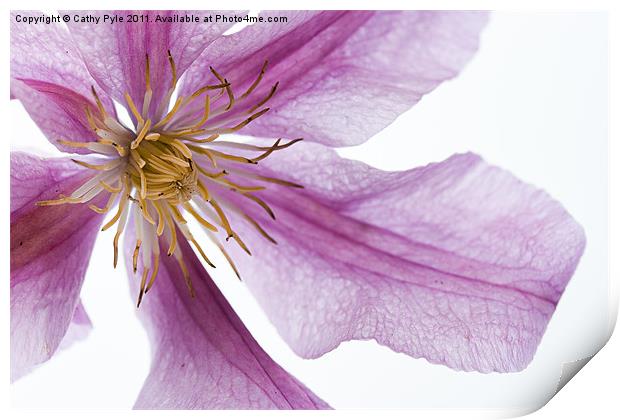 Clematis Print by Cathy Pyle