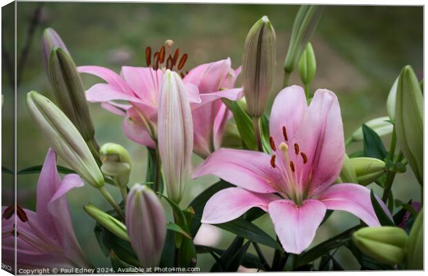 Pink lily bouquet Canvas Print by Paul Edney