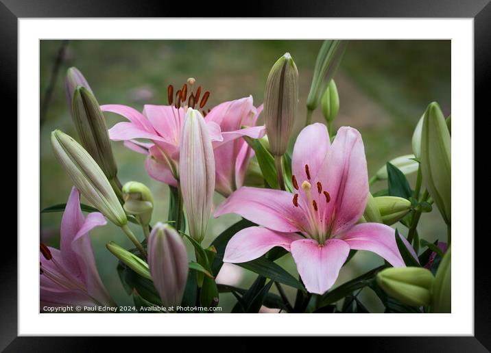 Pink lily bouquet Framed Mounted Print by Paul Edney